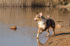 running Australian Shepherd