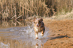 running Australian Shepherd