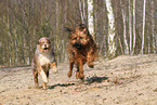 2 running dogs