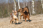 2 running dogs