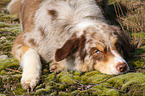 lying Australian Shepherd