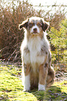 sitting Australian Shepherd