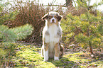 sitting Australian Shepherd