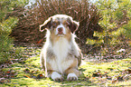 lying Australian Shepherd