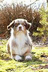 lying Australian Shepherd