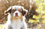 Australian Shepherd Portrait