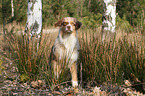 sitting Australian Shepherd