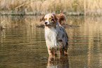 bathing Australian Shepherd