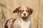 Australian Shepherd Portrait