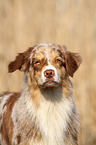 Australian Shepherd Portrait