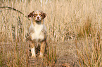 sitting Australian Shepherd