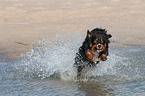 running Australian Shepherd