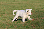 running Australian Shepherd Puppy