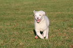 running Australian Shepherd Puppy