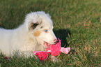 lying Australian Shepherd Puppy