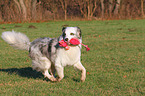 playing Australian Shepherd