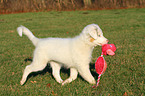 playing Australian Shepherd Puppy