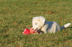 lying Australian Shepherd Puppy