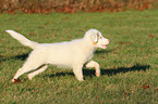 running Australian Shepherd Puppy