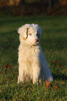 sitting Australian Shepherd Puppy