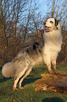 standing Australian Shepherd