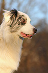 Australian Shepherd Portrait