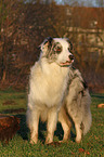 standing Australian Shepherd