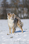 Australian Shepherd in snow