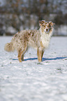 Australian Shepherd in snow