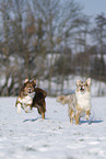 Australian Shepherd