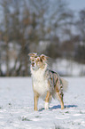 Australian Shepherd in snow