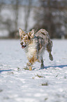 Australian Shepherd in snow