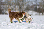 Australian Shepherd