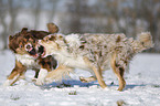 Australian Shepherds playing together