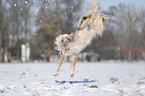 Australian Shepherd in snow