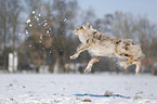 Australian Shepherd in snow