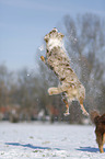 Australian Shepherd in snow