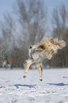 Australian Shepherd in snow