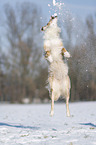 Australian Shepherd in snow