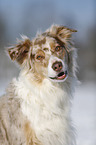 Australian Shepherd Portrait