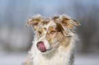 Australian Shepherd Portrait