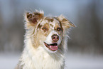 Australian Shepherd Portrait