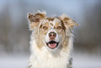 Australian Shepherd Portrait