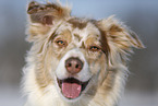 Australian Shepherd Portrait