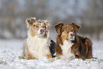 Australian Shepherd