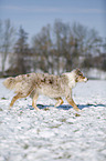 Australian Shepherd in snow