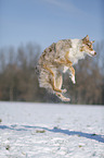 Australian Shepherd in snow