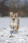 Australian Shepherd in snow