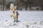 Australian Shepherd in snow