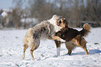 Australian Shepherds playing together